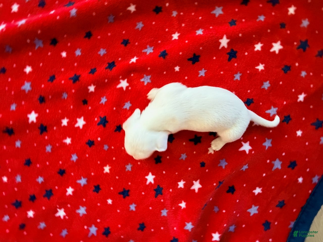 Miniature Dachshund dogs Franklin - Ad 2