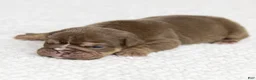 English Bulldog dogs for sale: Piper Lou English Bulldog  - Ad 4