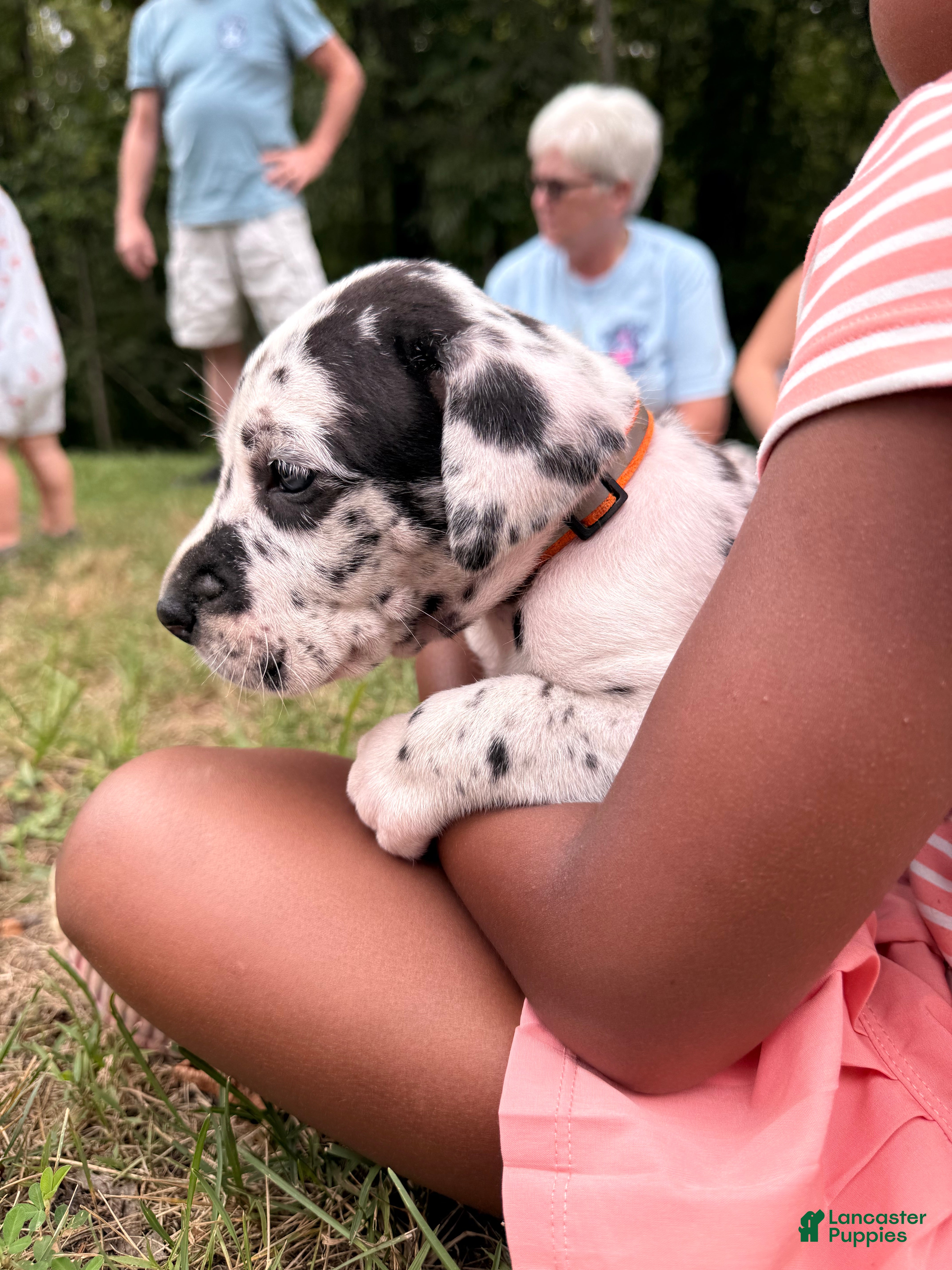 Great Dane dogs Tommy Lee - Ad 2
