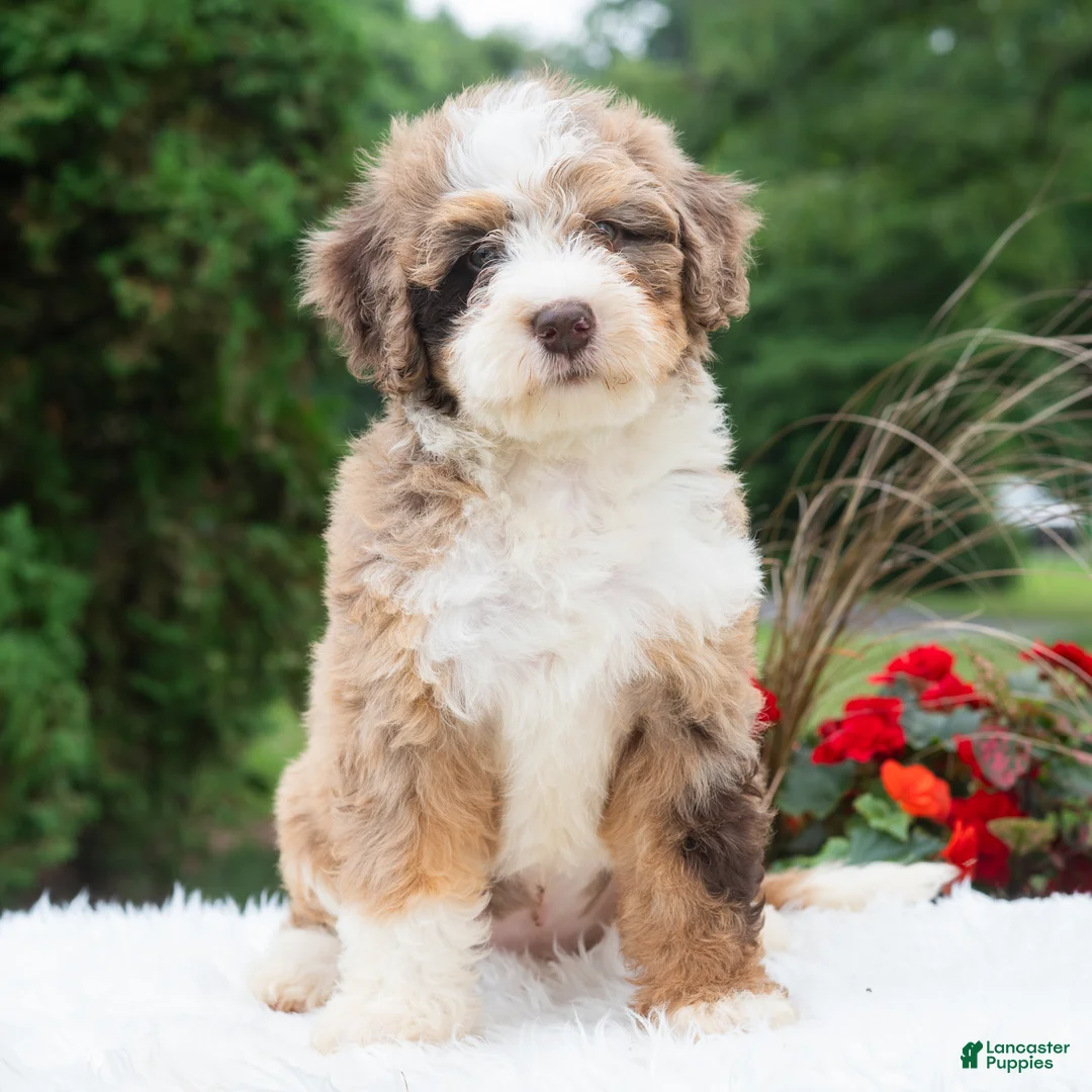Mini Bernedoodle dogs for sale: Ruffles  - Ad 2