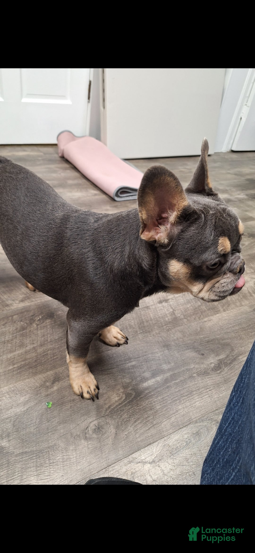 French Bulldog dogs for sale: Gil - Ad 8