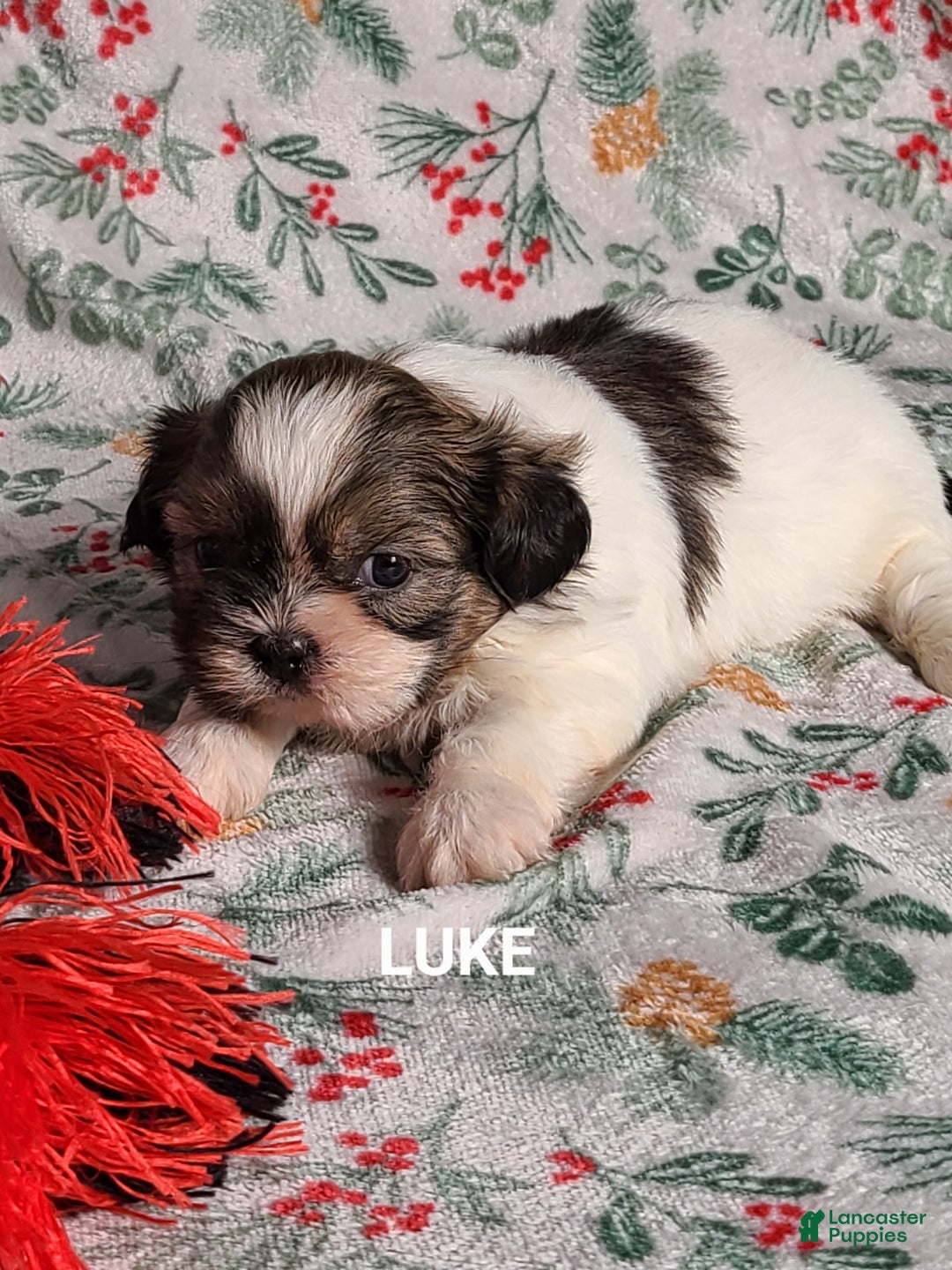 Shih Tzu dogs for sale: Luke  - Ad 3
