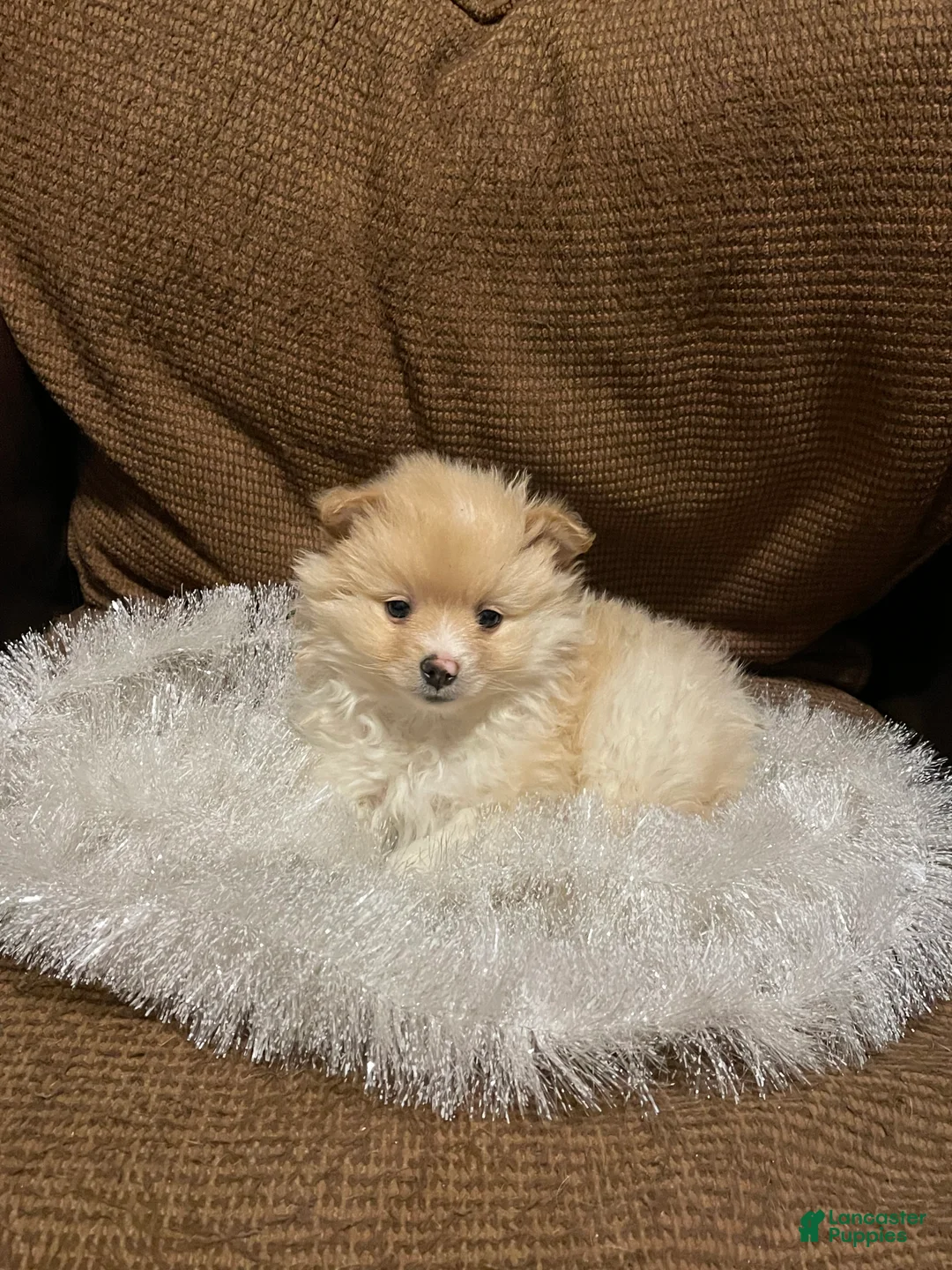 Pomeranian dogs for sale: Pomeranian Puppy 1 - Ad 1