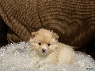 Pomeranian dogs Pomeranian Puppy 1 - Ad 27