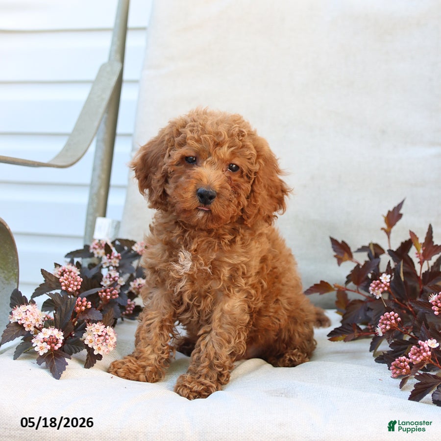 Cockapoo dogs Jerry - Ad 1