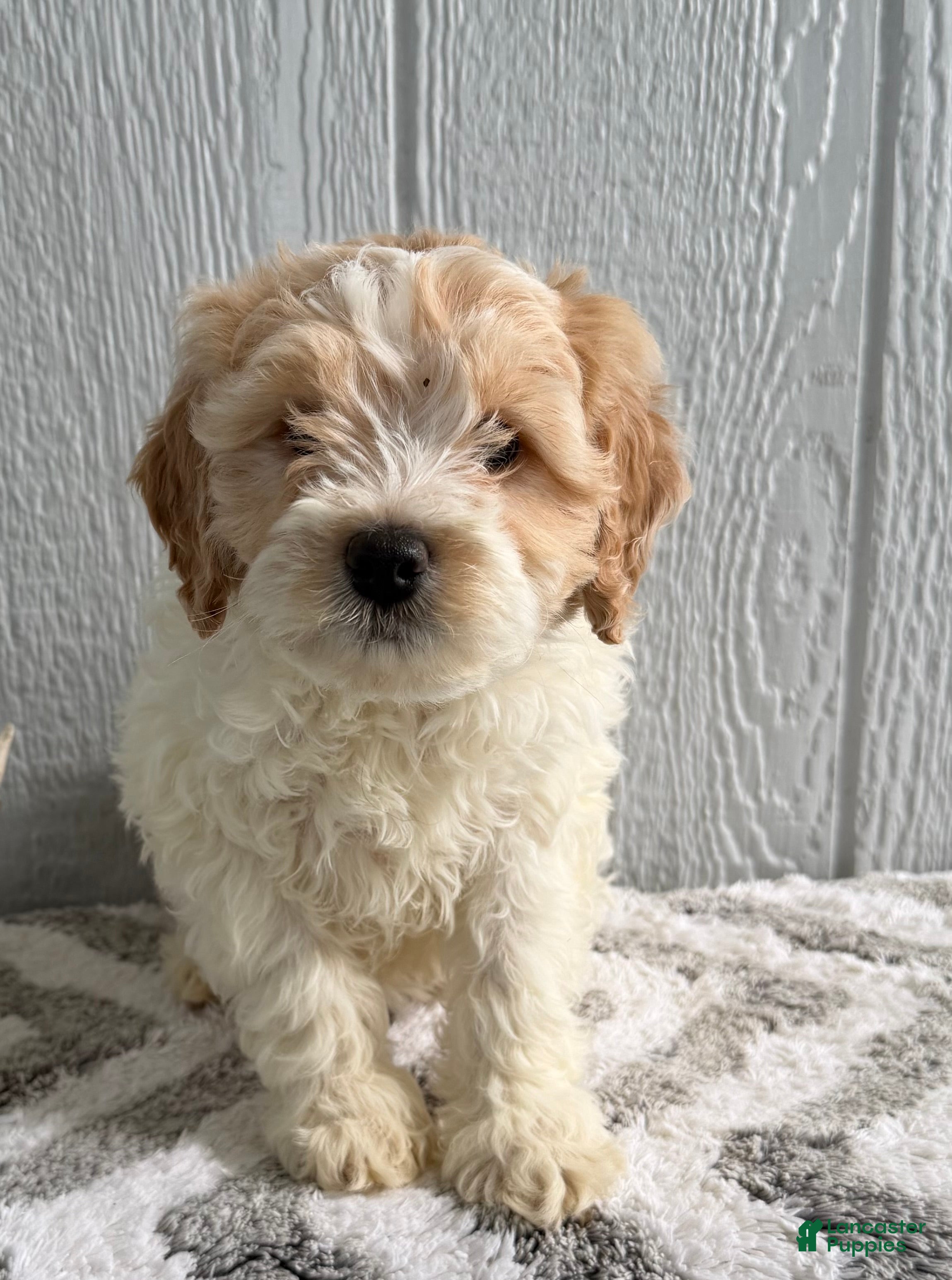 Mini Goldendoodle dogs for sale: Riley - Ad 1