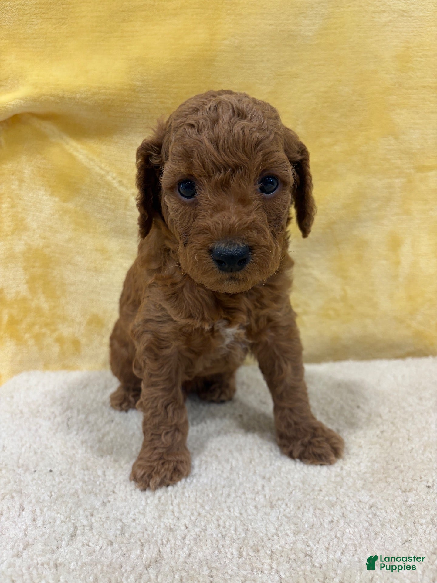 Mini Goldendoodle dogs Ace - Ad 2