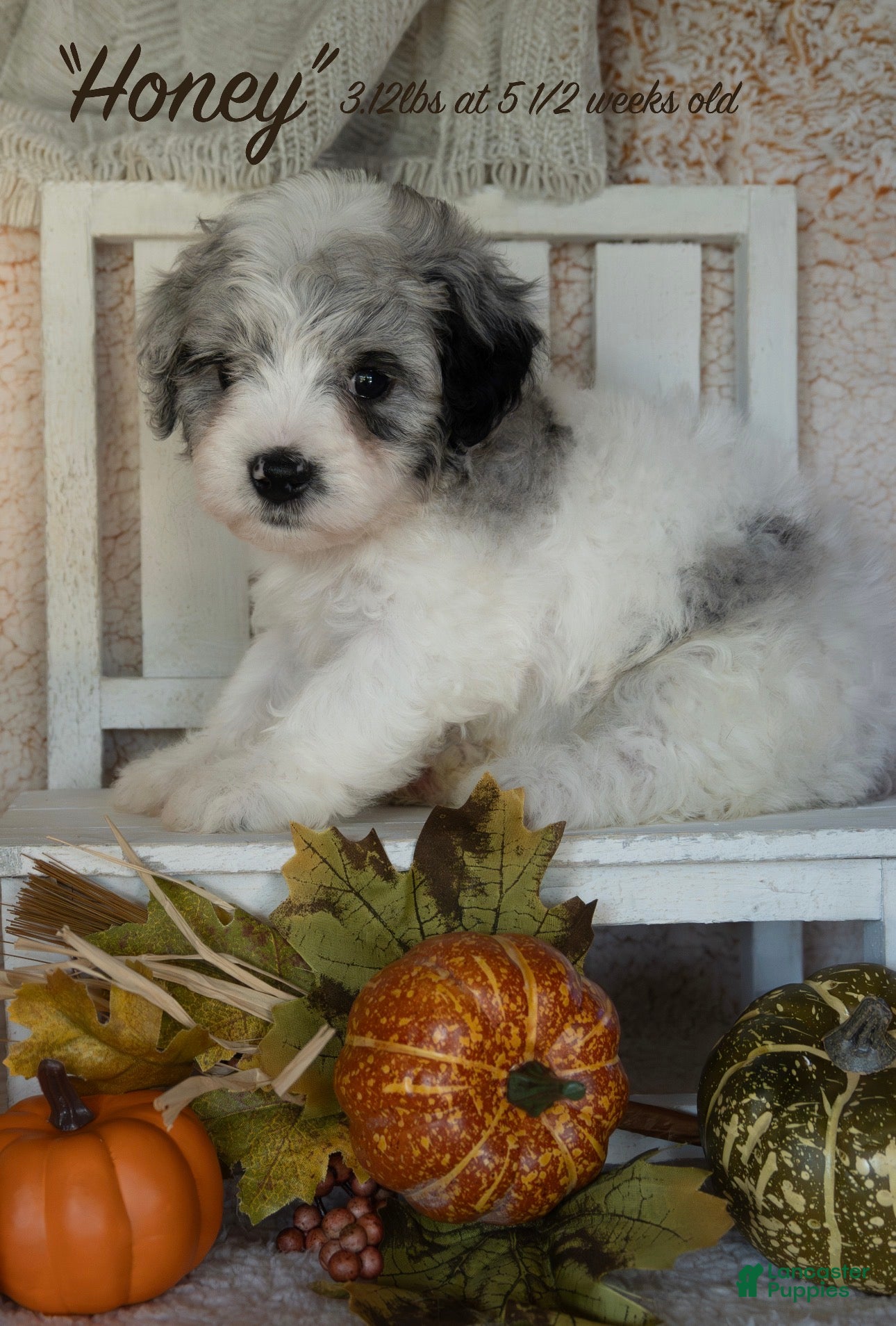 Bernedoodle dogs for sale: Honey - Ad 16
