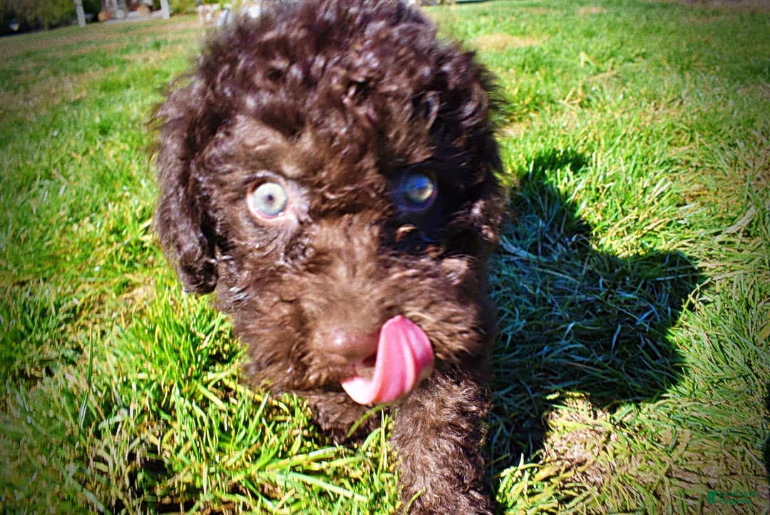 Havapoo dogs for sale: Izzy - Ad 16