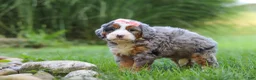 Mini Bernedoodle dogs for sale: Razzel - Ad 1