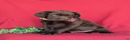 Labrador Retriever dogs for sale: Weber - Ad 3