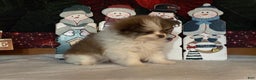 Pomeranian dogs for sale: Jenson - Ad 2