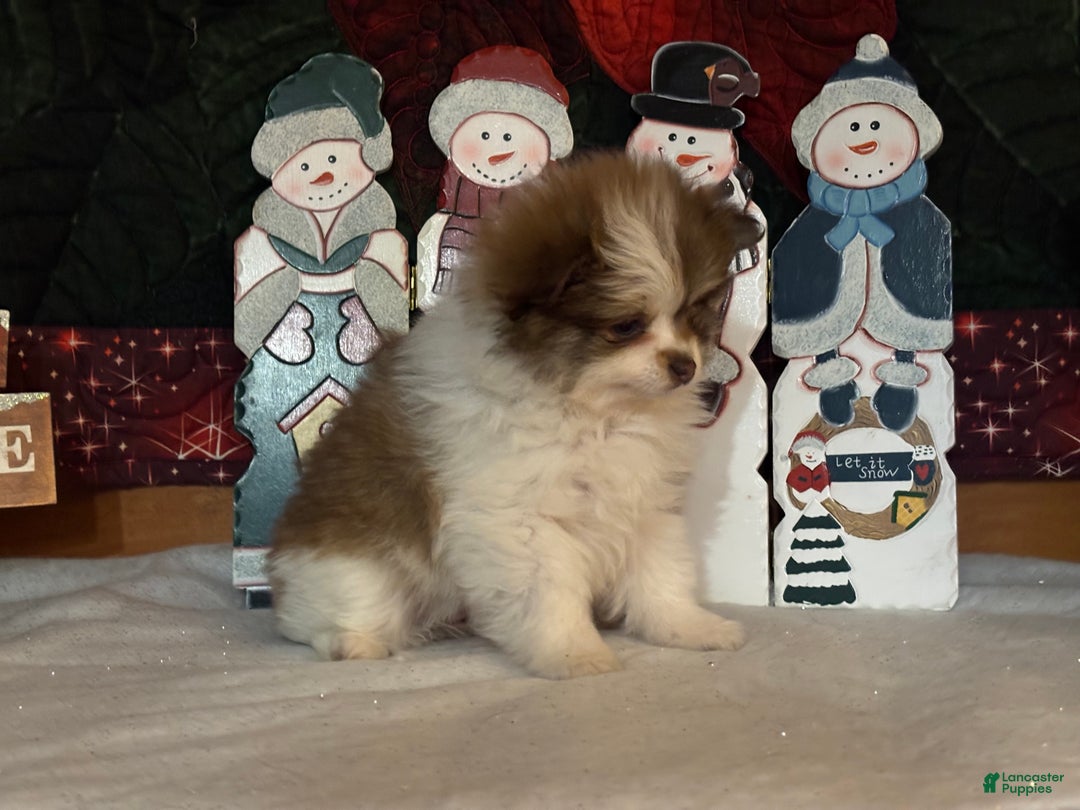 Pomeranian dogs for sale: Jenson - Ad 2