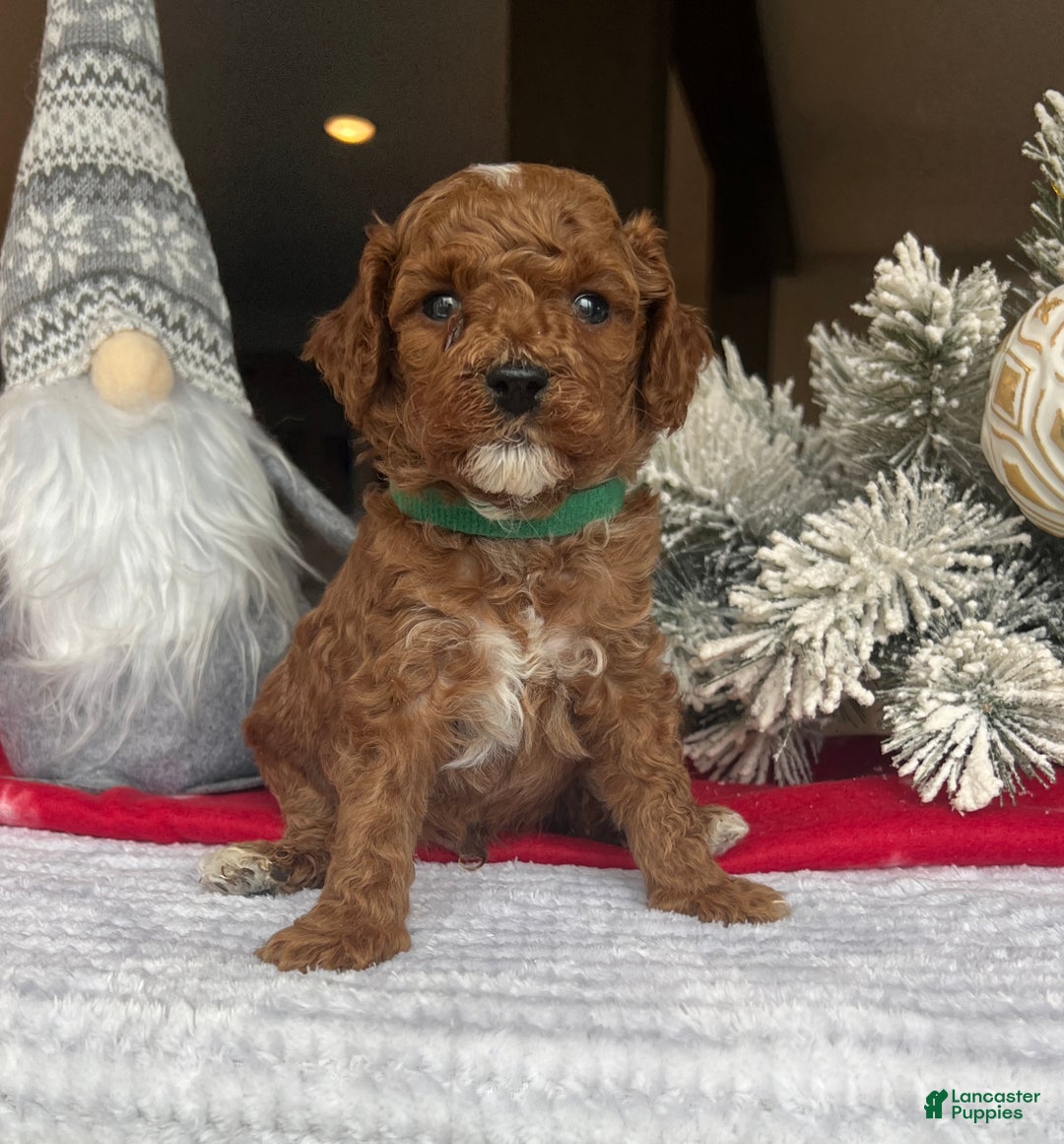 Mini Goldendoodle dogs for sale: Cole - Ad 2