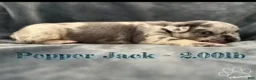 French Bulldog dogs for sale: Pepper Jack - Ad 2