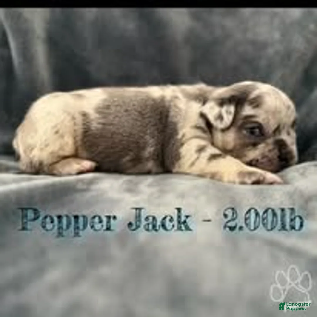 French Bulldog dogs for sale: Pepper Jack - Ad 2