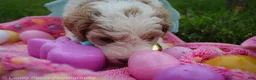 Goldendoodle dogs for sale: Miss Hot Pink - Ad 4