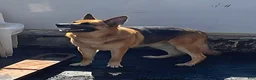 German Shepherd dogs for sale: Cooper - Ad 3