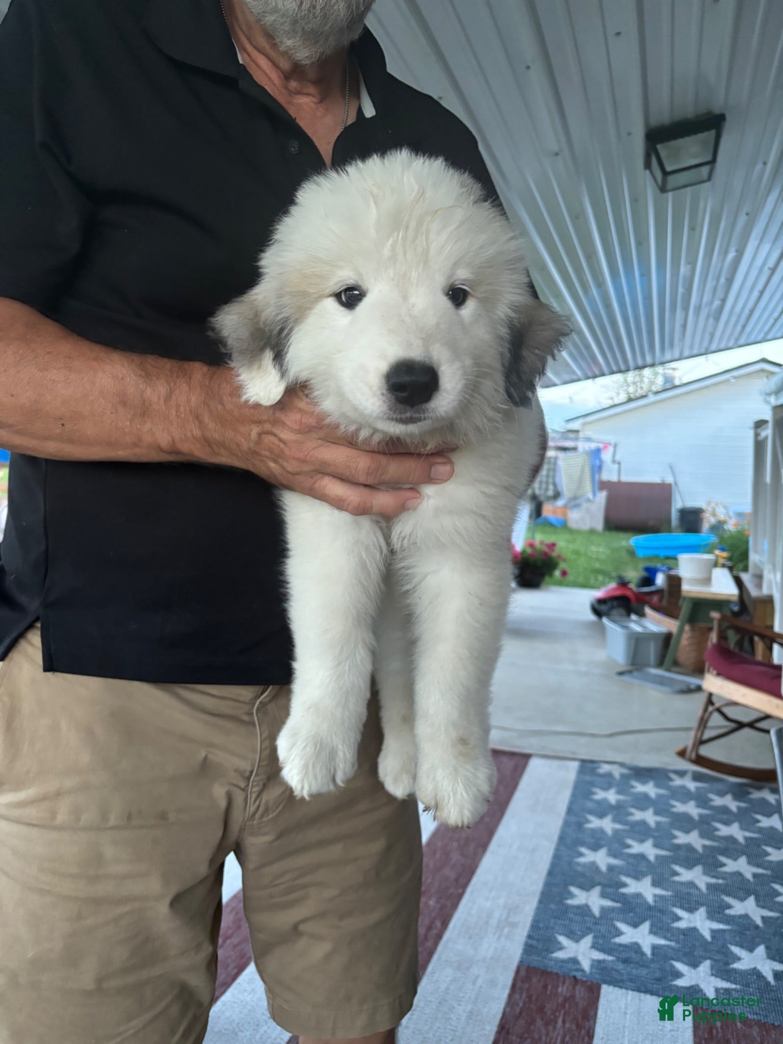 Great Pyrenees dogs for sale: Great Pyrenees 7 - Ad 2