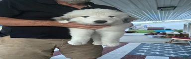 Great Pyrenees 7