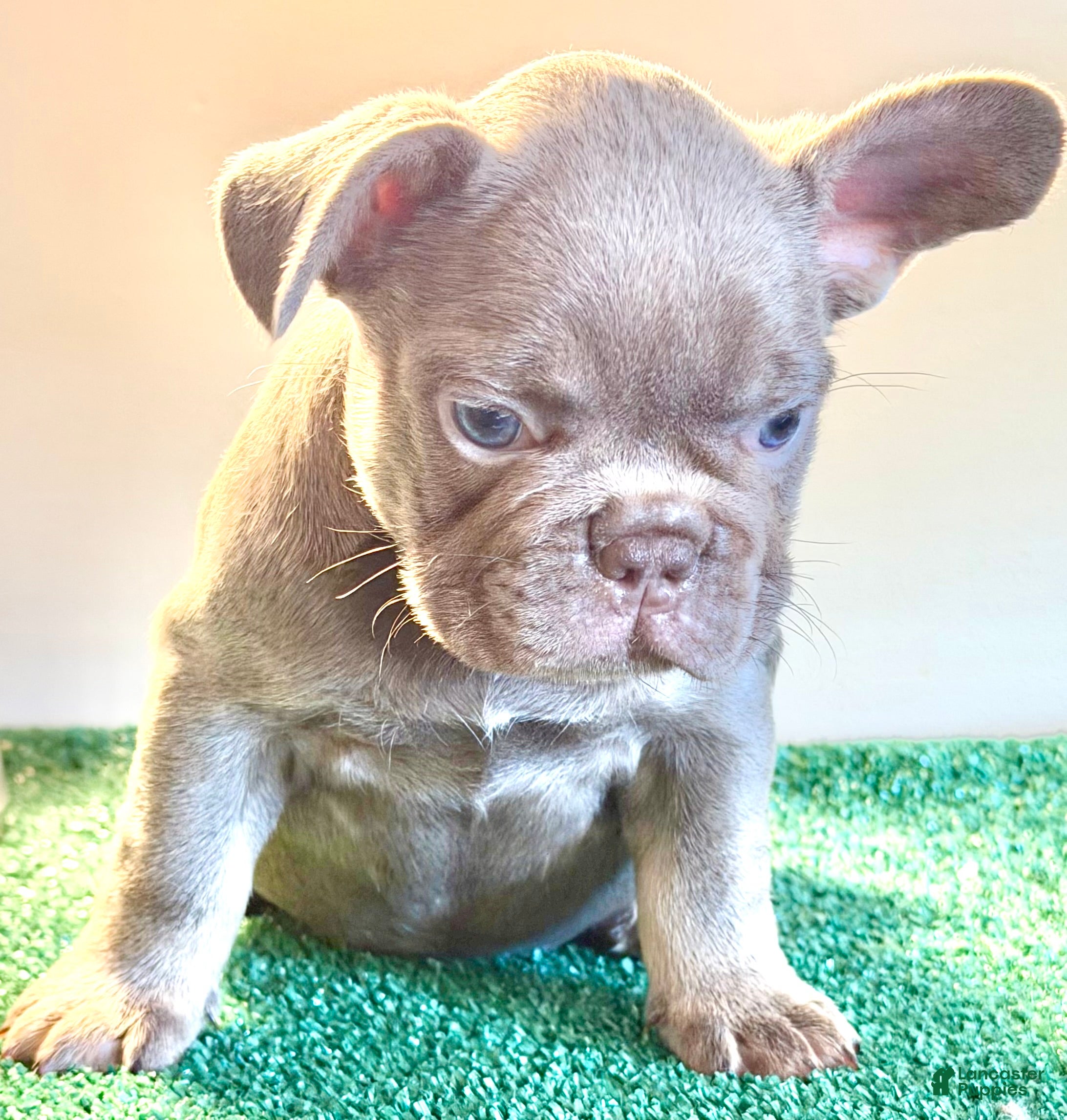 French Bulldog dogs French Bulldog 1 - Ad 1