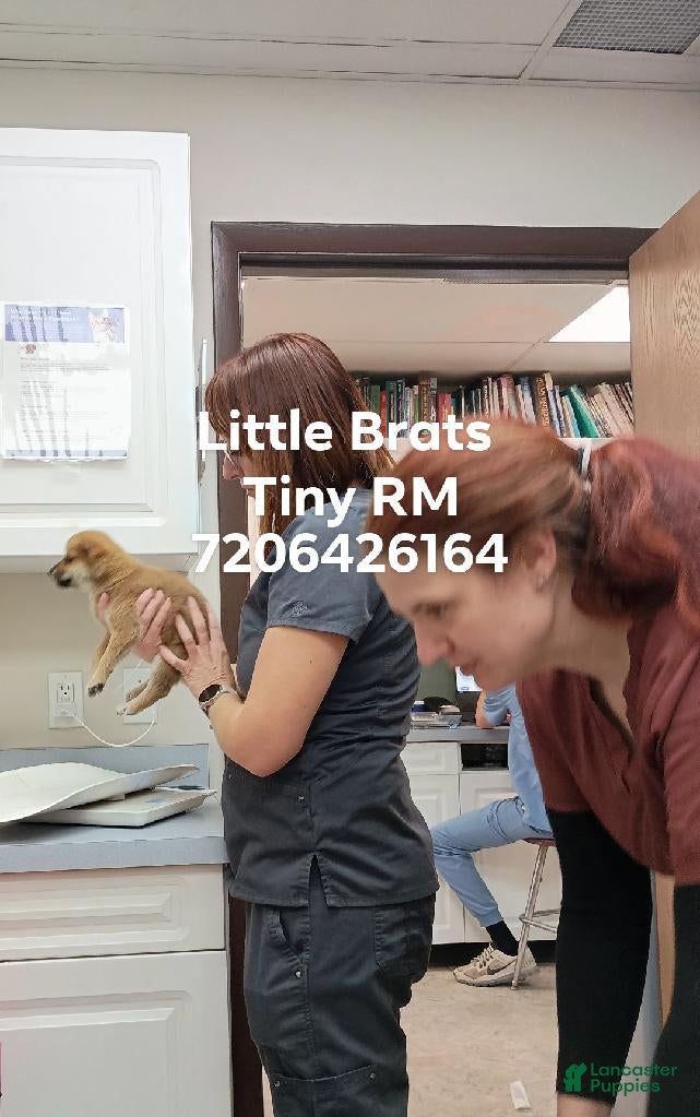 Shiba Inu dogs Tiny RM - Ad 1