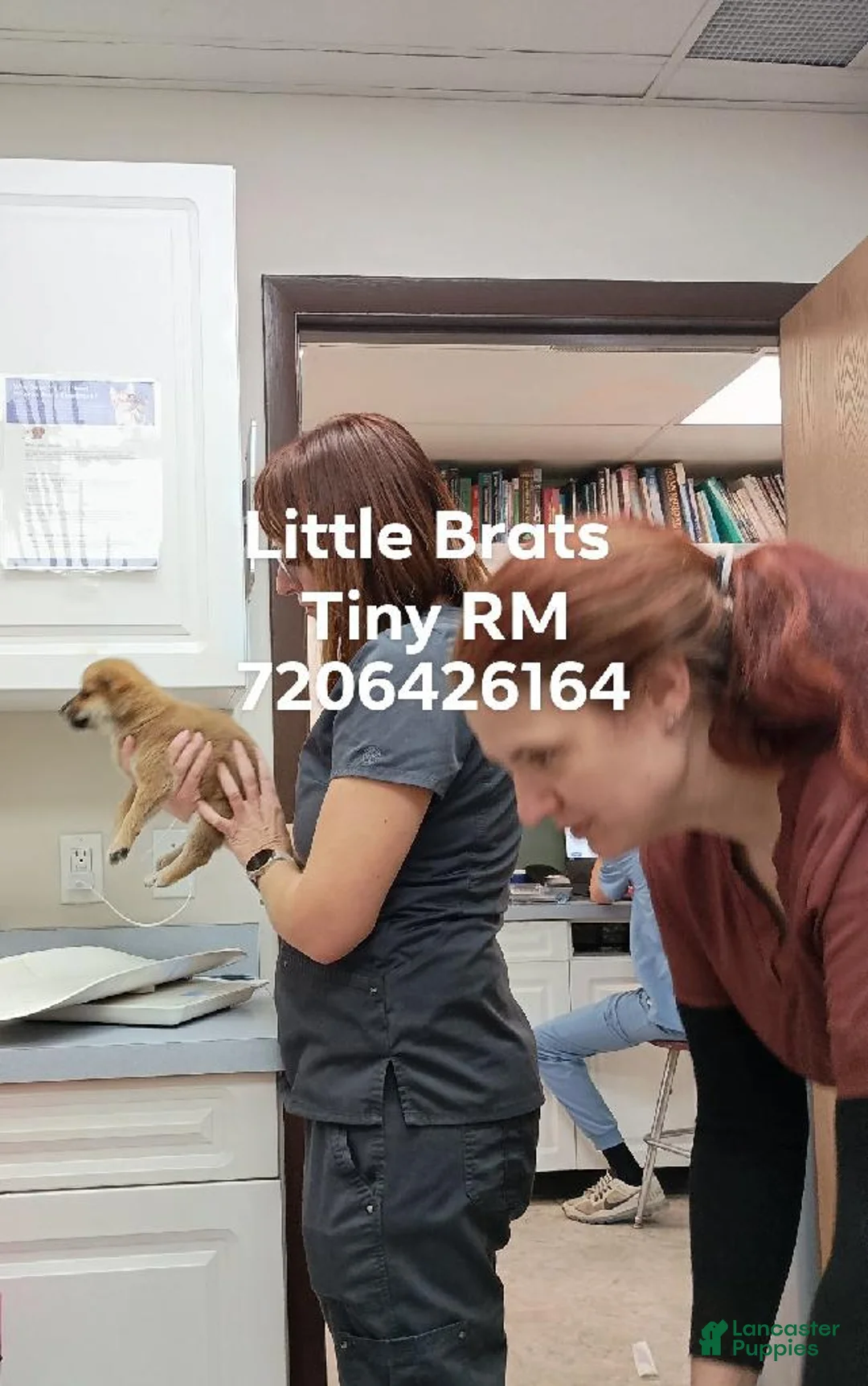 Shiba Inu dogs for sale: Tiny RM - Ad 1