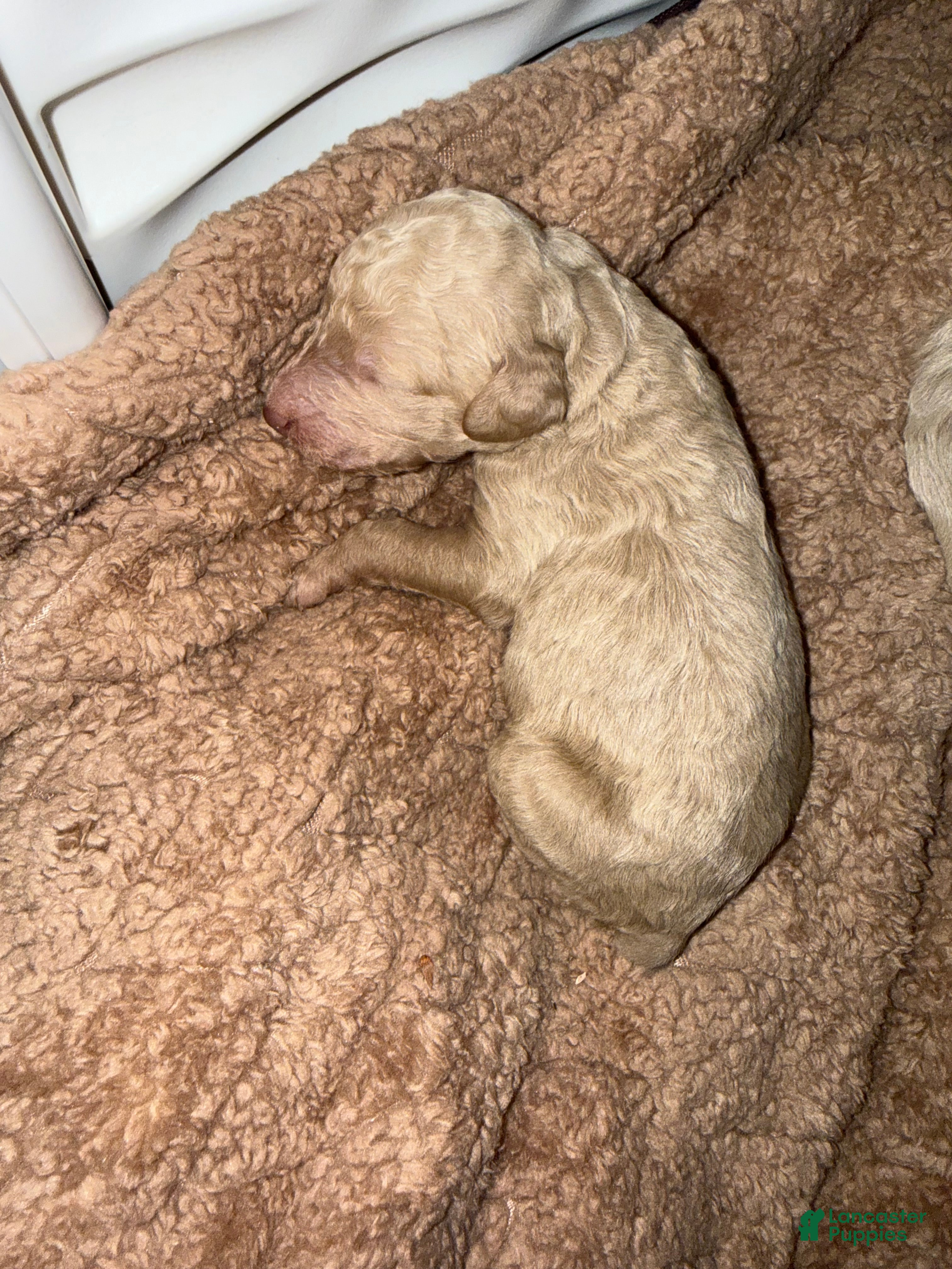 Standard Poodle dogs Standard Poodle Puppy 2 - Ad 41