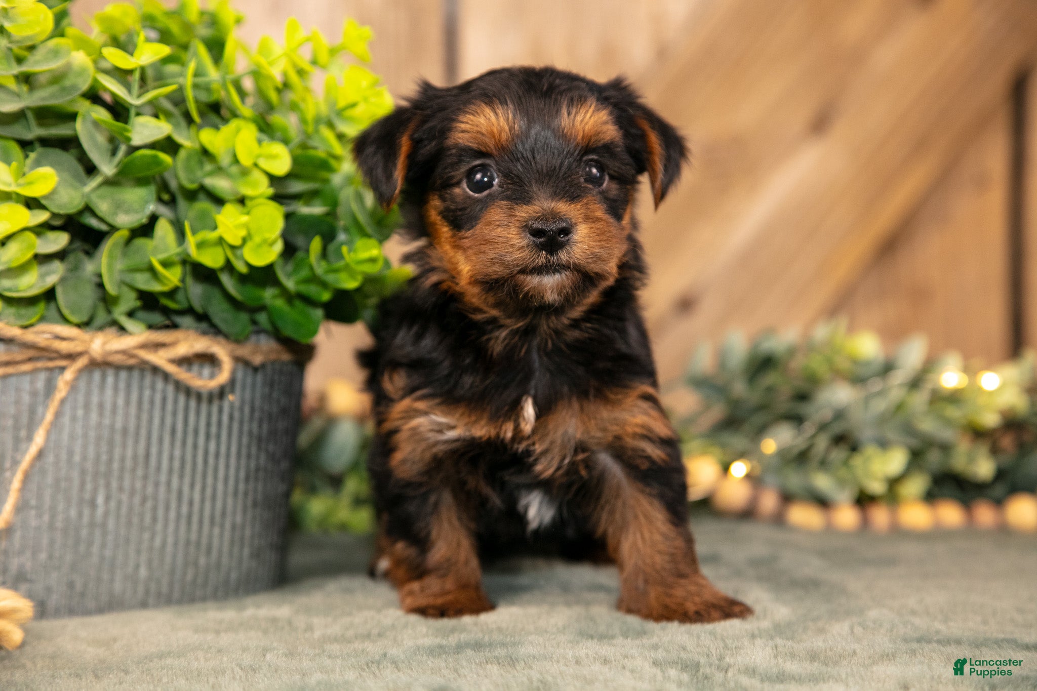 Yorkshire Terrier dogs Flora - Ad 2