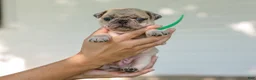 Pug dogs for sale: Antonio Purebred Pug - Ad 2