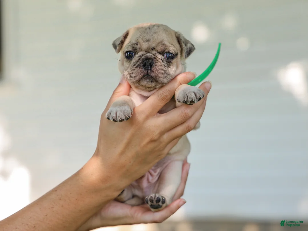 Pug dogs for sale: Antonio Purebred Pug - Ad 2