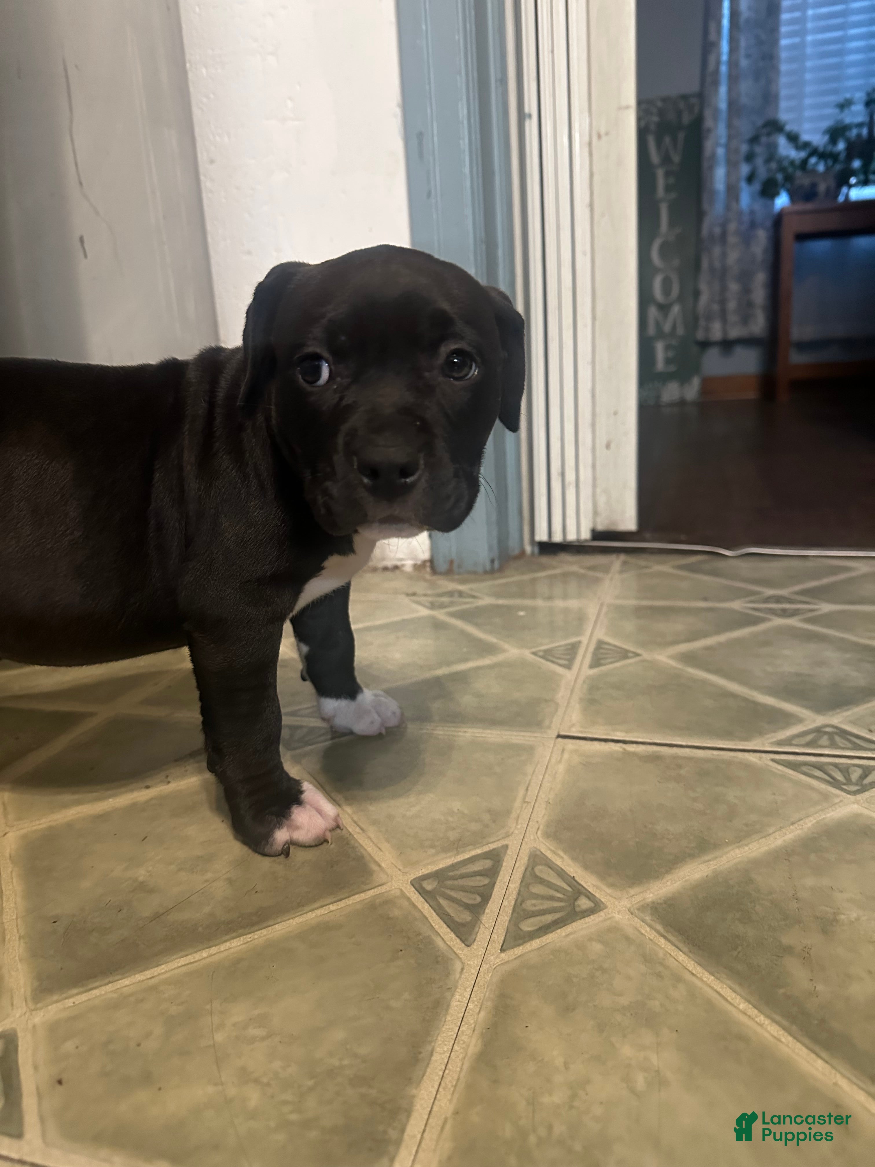 Mixed Breed dogs Midnight  - Ad 1