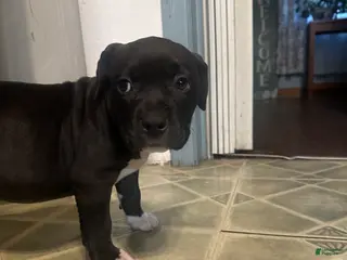 Mixed Breed dogs for sale: Midnight - Ad 2