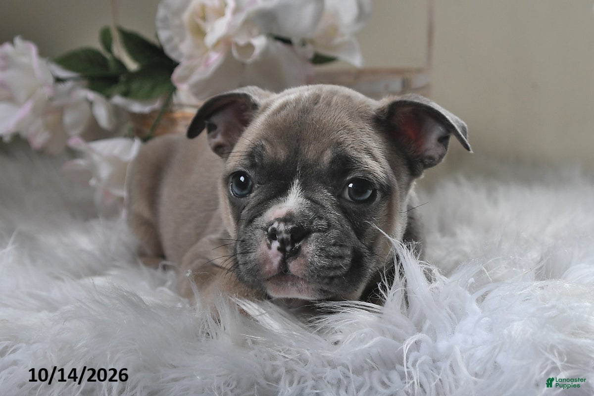 Frenchton dogs Barney - Ad 1