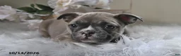 Frenchton dogs for sale: Barney - Ad 1