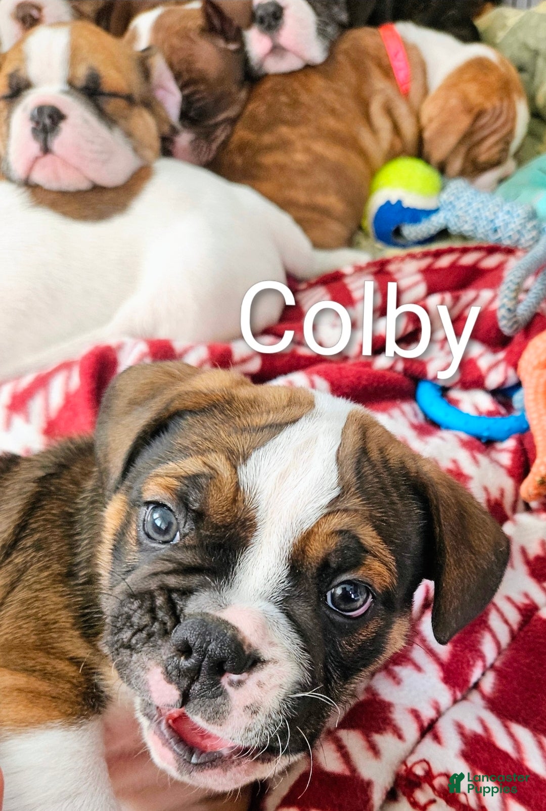Olde English Bulldogge dogs Colby MALE - Ad 1