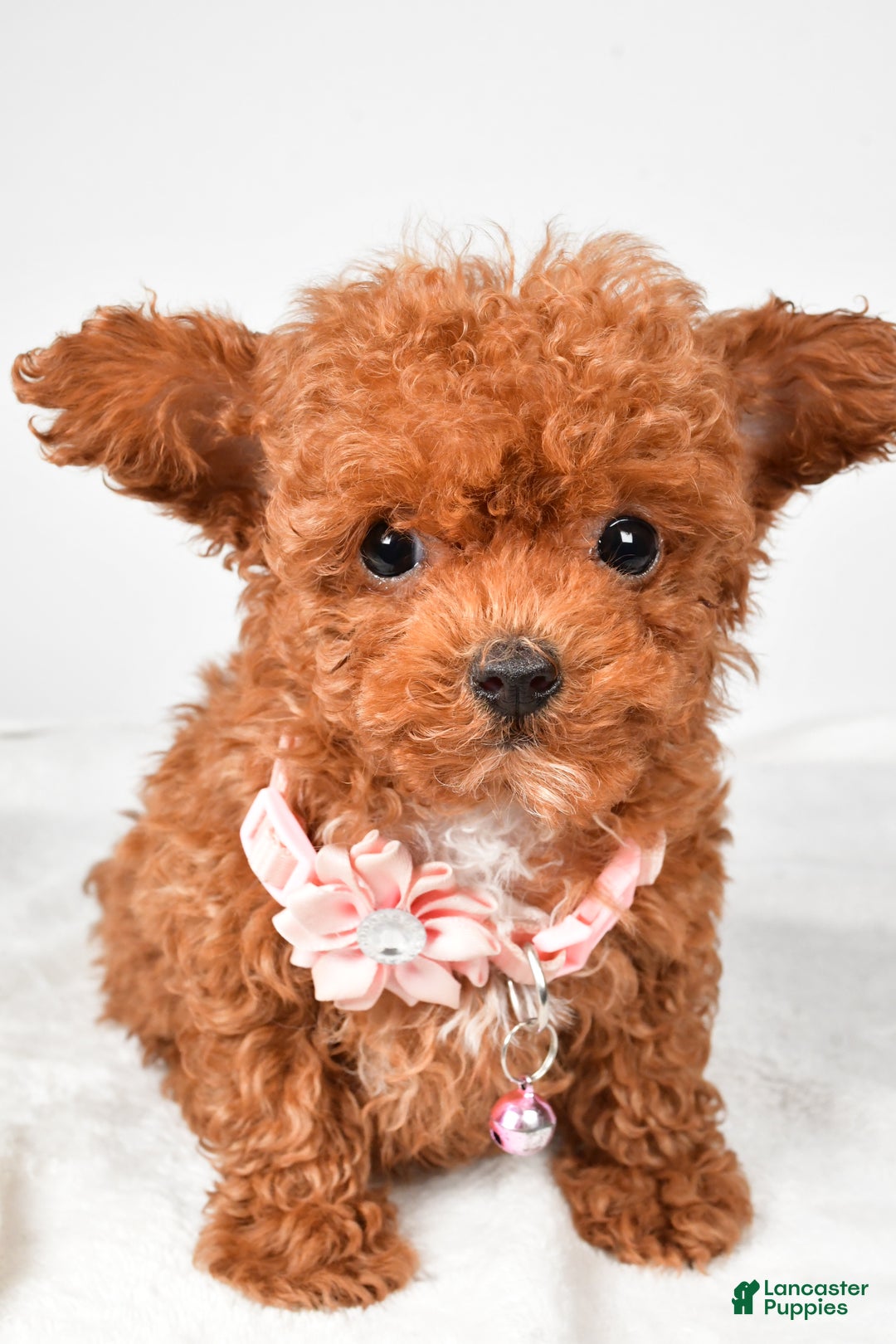 Toy Poodle dogs for sale: Emmy - Ad 7