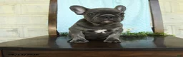 French Bulldog dogs for sale: Landon - Ad 5