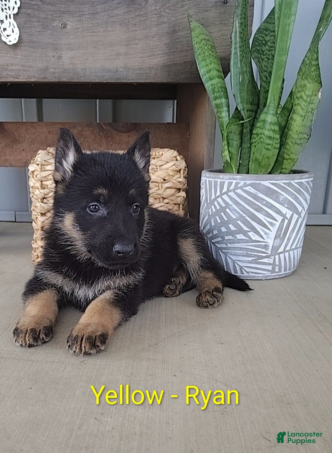 German Shepherd dogs Ryan - Ad 1