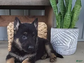 German Shepherd dogs for sale: Ryan - Ad 1