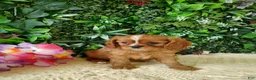 Cavalier King Charles Spaniel dogs for sale: Callie - Ad 10