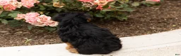 Yorkshire Terrier dogs for sale: Sam - Ad 5