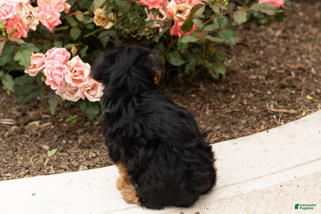 Yorkshire Terrier dogs for sale: Sam - Ad 5