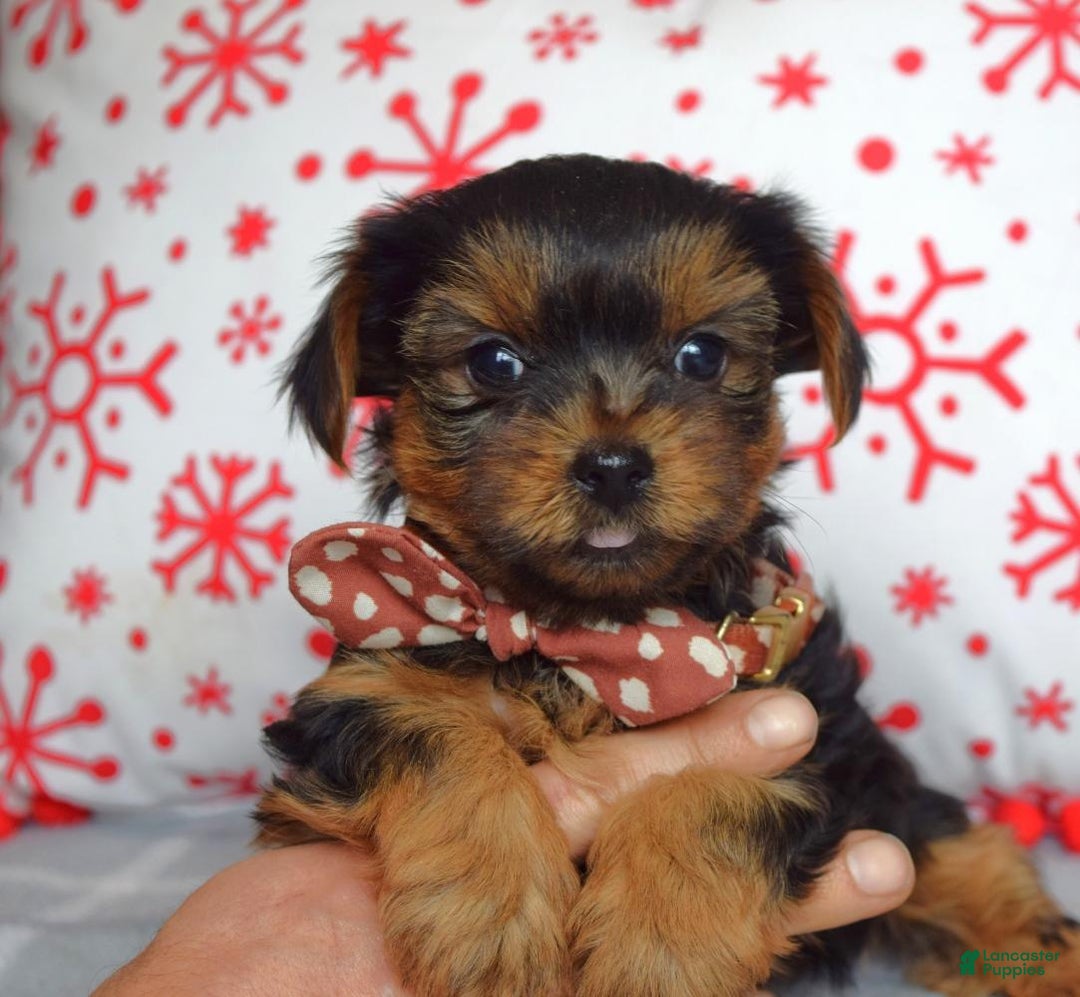 Yorkshire Terrier dogs for sale: Gabe - Ad 2
