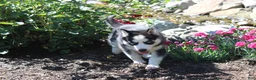 Siberian Husky dogs for sale: Misha - Ad 6