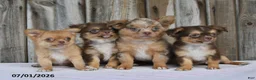 Chihuahua dogs for sale: Nugget - Ad 3