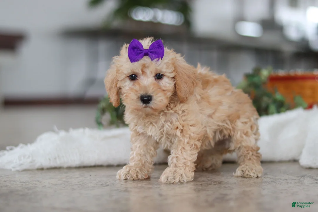 Schnoodle dogs for sale: Piper - Ad 2