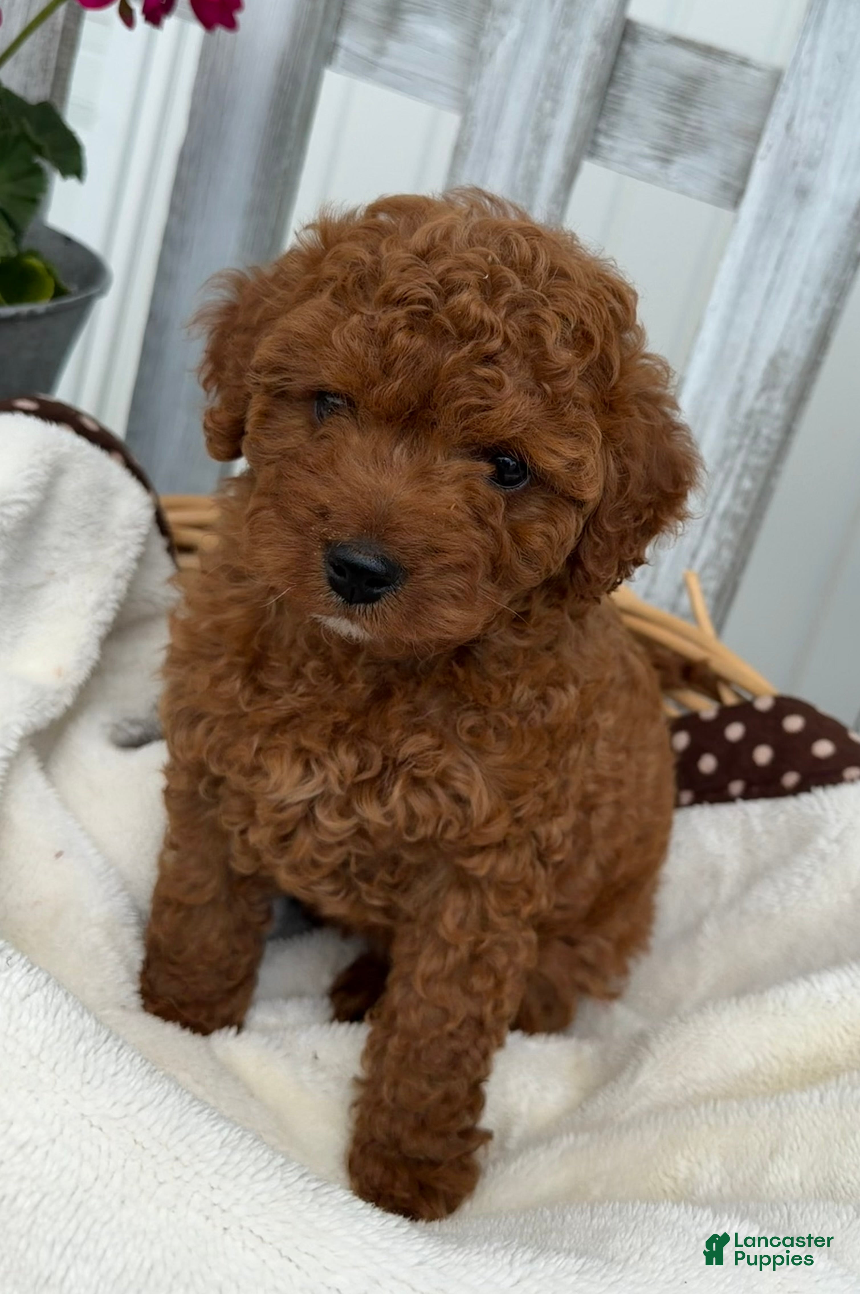 Cavapoo dogs Charlie - Ad 1