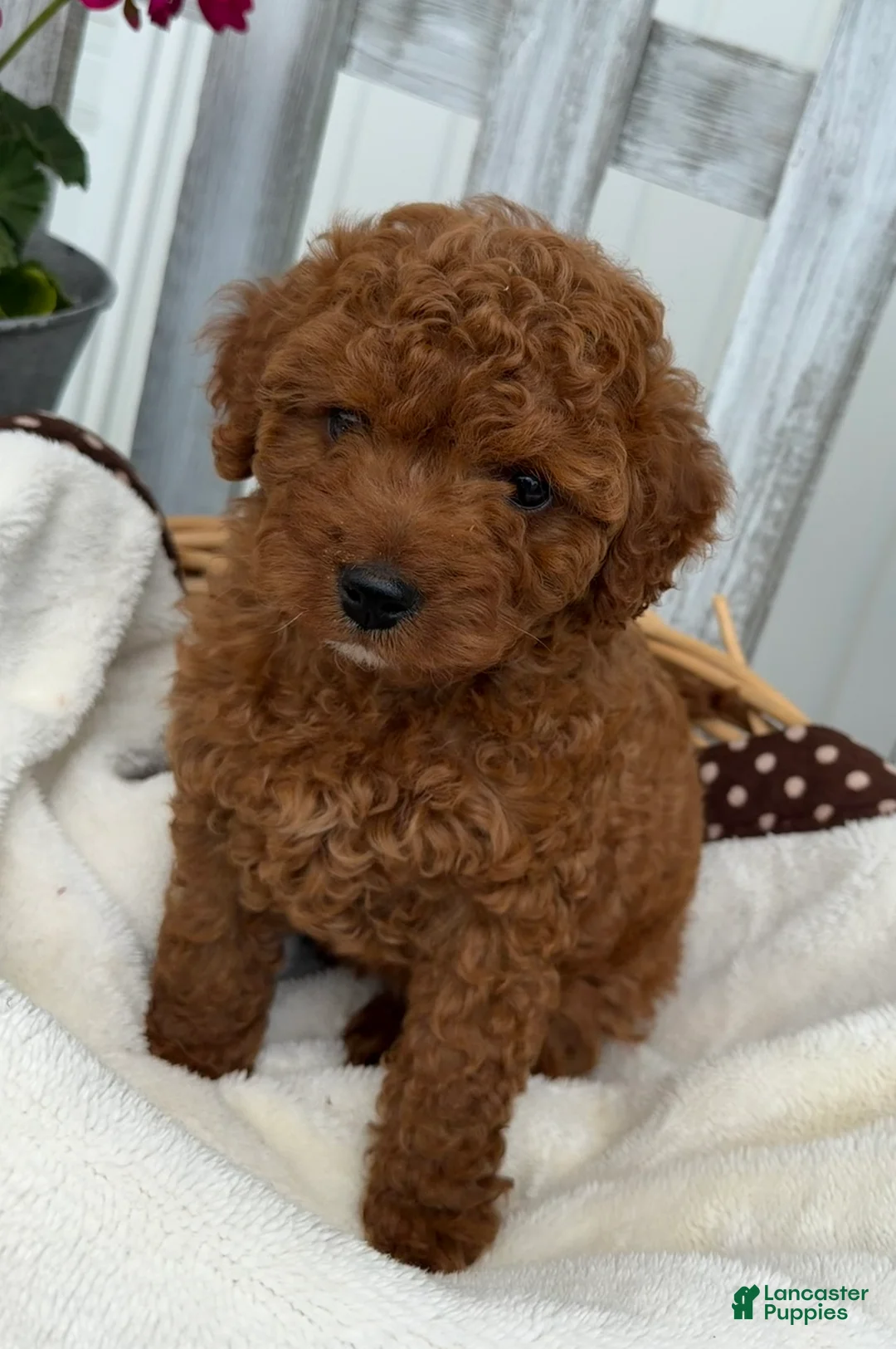 Cavapoo dogs for sale: Charlie - Ad 1