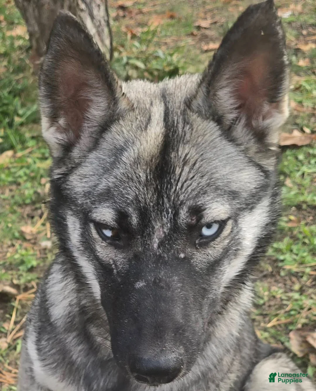 Gerberian Shepsky dogs for sale: Precious  - Ad 5